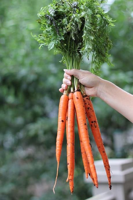 Hojas de zanahoria: descúbrelas con 5 recetas deliciosas 2