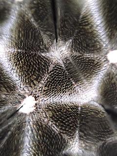 Caleidoscopios siempre.