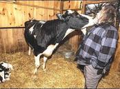 industria láctea números