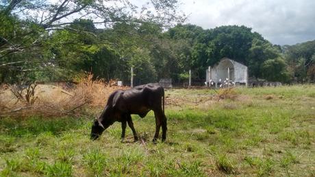 El espectáculo y la tragedia El espectáculo y la tragedia
