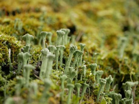 Cuál es la diferencia entre un liquen y un musgo, y qué papel tienen en la naturaleza