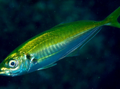 ¿hasta cuando vamos poder tomar pescado