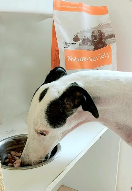 Mi galga probando el pienso Nature`s Variety