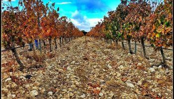 Doce Lunas Tinto 2018