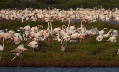 DELTA BIRDING FESTIVAL 2021