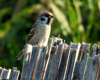 DELTA BIRDING FESTIVAL 2021