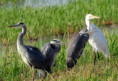 DELTA BIRDING FESTIVAL 2021