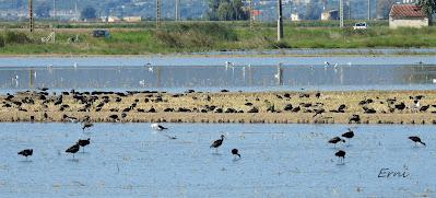 DELTA BIRDING FESTIVAL 2021