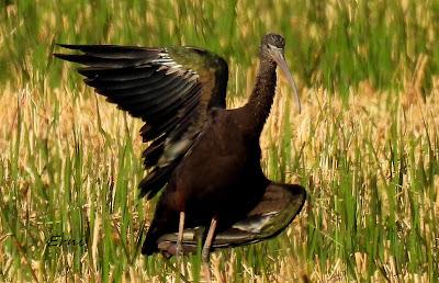 DELTA BIRDING FESTIVAL 2021