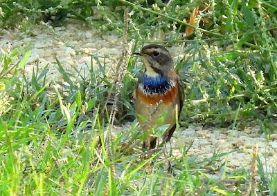 DELTA BIRDING FESTIVAL 2021