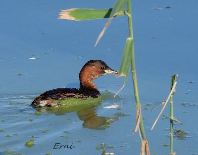 DELTA BIRDING FESTIVAL 2021