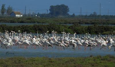 DELTA BIRDING FESTIVAL 2021