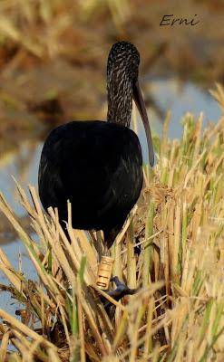 DELTA BIRDING FESTIVAL 2021