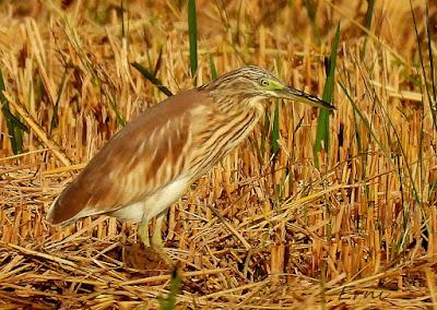 DELTA BIRDING FESTIVAL 2021