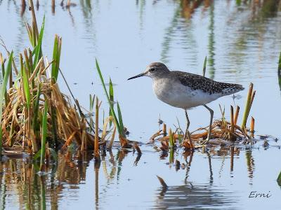 DELTA BIRDING FESTIVAL 2021