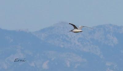 DELTA BIRDING FESTIVAL 2021