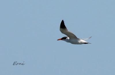 DELTA BIRDING FESTIVAL 2021