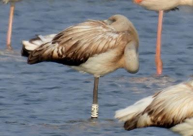 DELTA BIRDING FESTIVAL 2021