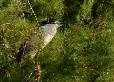 DELTA BIRDING FESTIVAL 2021