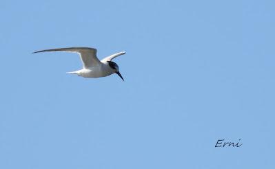 DELTA BIRDING FESTIVAL 2021