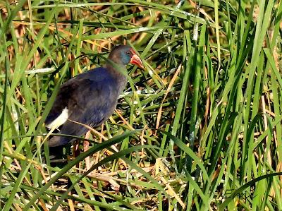 DELTA BIRDING FESTIVAL 2021