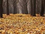 cambios otoño
