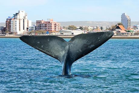 Octubre: ¡Mes de la Ballena franca austral! Octubre: ¡Mes de la Ballena franca austral!