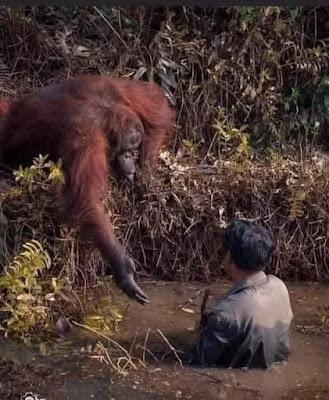 Un orangután extiende su mano a un hombre caído en un charco.