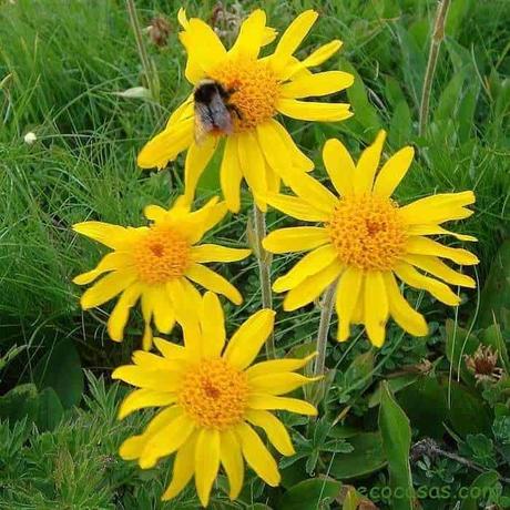 arnica