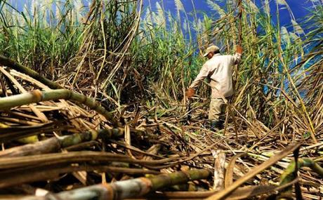 Desde la copa de la mata, de la que los monos se cuelgan y comen plátanos, una observación por si sirve de algo