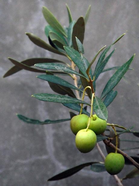 16 olivas. 16 olivas.