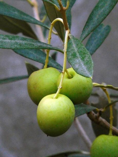 16 olivas. 16 olivas.