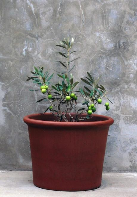 16 olivas. 16 olivas.