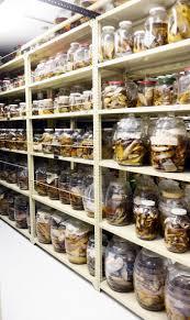 Instituto de Ciencias del Mar y Limnologia