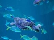 Poema devuelve océano tortuga encontrada estado crítico