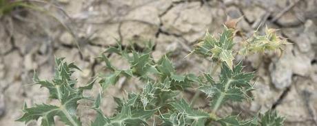 eryngium campestre