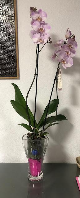 Bohemian Orchids Aalborg