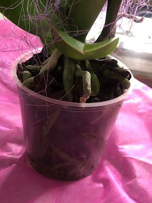 Bohemian Orchids Aalborg