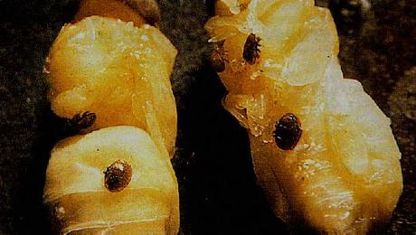 Pautas a considerar en una revisación de colmenas