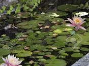 “UNA IMAGEN ROTA” “SONETO”