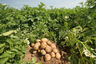 La producción de patatas se ralentiza en Corea del Norte