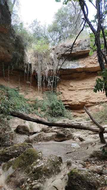 Salt de la mala dona