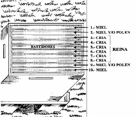 PAUTAS A CONSIDERAR PARA UNA CORRECTA REVISACIÓN DE LA COLMENA