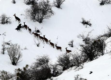 La berrea en la montaña palentina