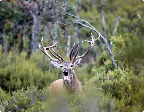 La berrea en la montaña palentina
