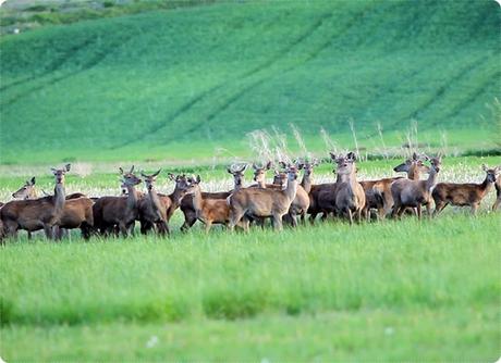La berrea en la montaña palentina