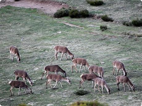 La berrea en la montaña palentina