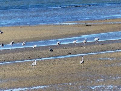 Entrada de garzas reales