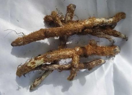 La planta calaguala es originaria de América Central, aunque en la actualidad se encuentra en gran parte de Sudamérica y en las islas del Caribe también. Se trata de un helecho cuyo nombre científico es Campyloneurum angustifolium, pero también se considera válido el nombre Polypodium calaguala. El nombre común y popular de la planta, calaguala, proviene del quechua y significa algo así como “adorno juvenil”. Otros nombres comunes son hierba del lagarto, fillkun (lagarto), penal-fillkun (lagarto pegado), kalawalla o tregua-lahuen (hierba del perro en mapudungún, el idioma Mapuche) . Calaguala y sus propiedades medicinales Tanto la planta como el extracto que de ella se obtiene de la misma se conocen por el mismo nombre en la actualidad y sus principios medicinales se extraen del uso de su raíz. Las propiedades de la calaguala son múltiples, y en la actualidad y fuera del continente americano, la forma más común de consumirla es mediante cápsulas o comprimidos. Contiene azúcares, aceites esenciales y almidones, y es rica en minerales como el nitrato de potasio. También contiene, ácido glicirretínico, esteroides (ecdisterona y polipodaureína), taninos, resinas y principios tónicos amargos. Gracias a todos sus componentes, destacan las propiedades de la calaguala como antioxidante, digestivo, antitusivo y antiinflamatorio natural. Beneficios de la calaguala Gracias a sus principios amargos su infusión ayuda a tratar afecciones y problemas digestivos como diarrea, dolor de estómago, estreñimiento, gastritis y otras afecciones gastrointestinales. Se la considera un calmante para los problemas de garganta y respiratorios como la tos o el asma gracias a las propiedades antiinflamatorias y antitusivas. A los glicósidos de saponina calagualina, los cuales se encuentran presentes entre los componentes de esta planta, se les atribuye actividad anti-tumoral. En Gran parte de América, sobre todo en Centroamérica, ancestralmente se ha utilizado esta planta para reforzar y aumentar las defensas y prevenir enfermedades, ya que se le atribuye una potente acción estimulante del sistema inmune. En muchas regiones, el uso de las cápsulas de calaguala se recomienda también para tratar problemas de las articulaciones como la artritis reumatoide y para los dolores producidos por el exceso de ácido úrico en las articulaciones del pie, lo que se conoce como la enfermedad de la gota. Calaguala para la psoriasis y la piel Uno de los usos más extendidos de la calaguala es, sin lugar a dudas, para tratar la psoriasis. También a demostrado su efectividad para tratar otras afecciones cutáneas como la​ dermatosis, eczemas, úlceras de piel, pequeñas heridas y herpes cutáneos. En el caso de la psoriasis, a la calaguala se le atribuye una acción efectiva tanto en uso tópico como también interno mediante la toma de las cápsulas o comprimidos de la planta. Calaguala efectos secundarios y contraindicaciones Entre las contraindicaciones de la calaguala se encuentra la prohibición de su consumo para las personas que padezcan problemas de estómago como gastritis o úlcera gastroduodenal. También deberían evitar su consumo las personas que padecen diabetes por su capacidad hiperglucemiante. Por otra parte, si se va a consumir la raíz fresca para preparar infusión, se recomienda evitar su uso con utensilios o cazos de aluminio. Los efectos secundarios de la calaguala son principalmente que su consumo podría irritar la mucosa gástrica, generando irritación en las paredes del estómago, así como su capacidad de potenciar los digitálicos. https://www.youtube.com/watch?v=JvVqjg69jIA ¿Conocías las propiedades de la calaguala? ¿Tienes experiencias usándola? Como decimos siempre, déjalo en los comentarios, que tanto nosotros como nuestros lectores nos beneficiamos de los aportes que amplíen nuestros conocimientos de las plantas medicinales. IMPORTANTE: Esta información tiene por objeto complementar, no reemplazar el consejo de su médico o profesional de la salud y no pretende cubrir todos los posibles usos, precauciones, interacciones o efectos adversos. Es posible que esta información no se ajuste a sus circunstancias específicas de salud. Nunca demore o haga caso omiso de la búsqueda de consejo médico profesional de su médico u otro proveedor de atención médica calificado debido a algo que haya leído en ecocosas. Siempre debe hablar con un profesional de la salud antes de comenzar, suspender o cambiar cualquier tipo de tratamiento.