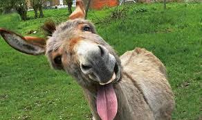 Jamás discutas con burros Jamás discutas con burros